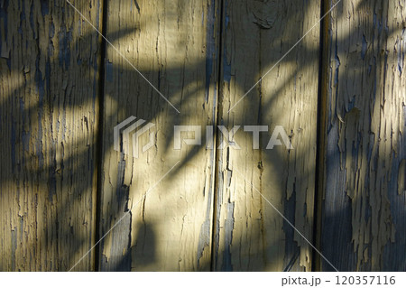 Old Wooden Wall With Cracked Paint and Shadow Play From Nearby Foliage in Natural Light Old Wooden Wall With Cracked Paint and Shadow Play From Nearby Foliage in Natural Light 120357116