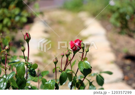 バラの花 レッドデビル バラの花 レッドデビル 120357299