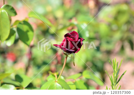 バラの花　ボンヌイ 120357300
