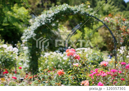 バラの花　アプリコットネクター 120357301