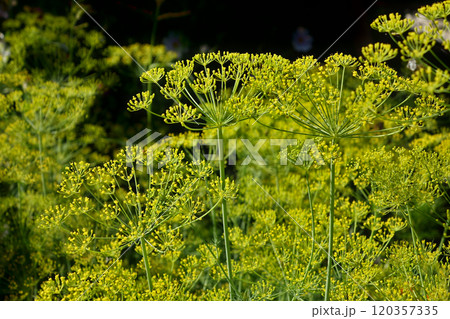 Dill with blooming yellow flowers in the form of cups and umbrellas. Bright light colors and dark green background. 120357335