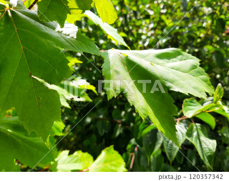 Lush Green Leaves Flourishing in a Vibrant Garden During a Sunny Afternoon Lush Green Leaves Flourishing in a Vibrant Garden During a Sunny Afternoon 120357342