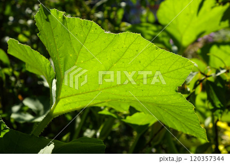 Lush Green Leaves Flourishing in a Vibrant Garden During Sunny Daytime Conditions 120357344
