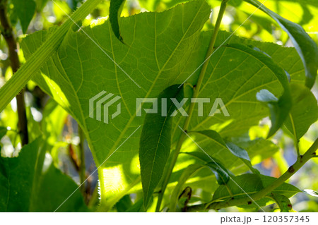 Lush Green Plant Leaves Flourishing in a Vibrant Garden Under Bright Sunlight Lush Green Plant Leaves Flourishing in a Vibrant Garden Under Bright Sunlight 120357345