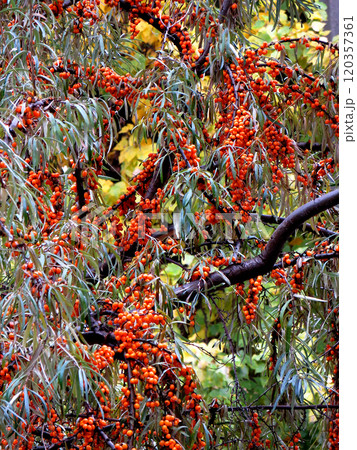 Sea buckthorn tree branches with ripe orange fruits berries 120357361