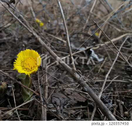 Coltsfoot spring yellow flower medicinal plant. Close-up of wildflowers on a background of soil Coltsfoot spring yellow flower medicinal plant. Close-up of wildflowers on a background of soil 120357450