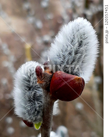 Fluffy Willow Blossoms Flourishing in Springtime Against a Clear Blue Sky Fluffy Willow Blossoms Flourishing in Springtime Against a Clear Blue Sky 120357451