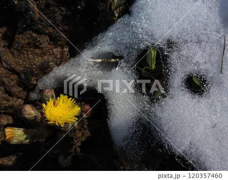 Spring flower Coltsfoot in the melting white snow after winter. Medicinal plant with a yellow head. 120357460