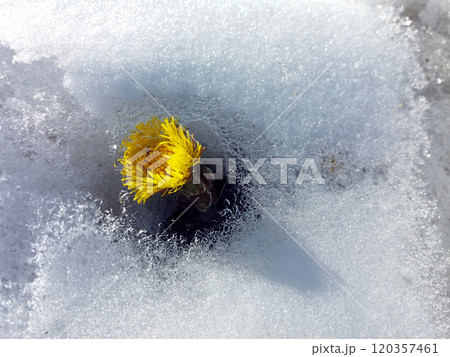 Spring flower Coltsfoot in white melted snow. Yellow flower Medicinal plant. 120357461