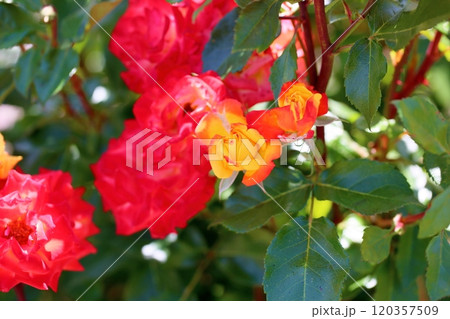 バラの花 ルンバ バラの花 ルンバ 120357509