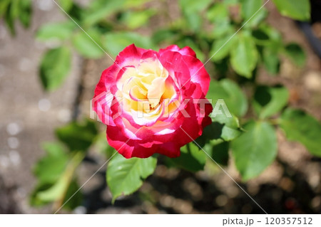 バラの花　ダブルデライト 120357512