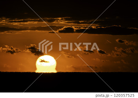 だるま朝日 120357525