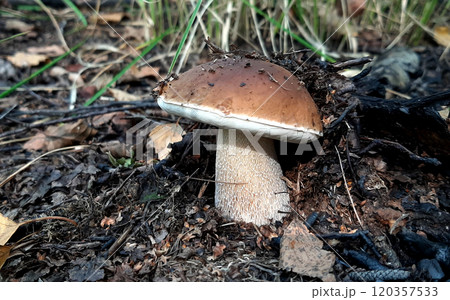 Boletus edulis White mushroom with brown cap and textured stem close up Boletus edulis White mushroom with brown cap and textured stem close up 120357533