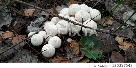 Lycoperdon perlatum Group of white raincoat mushrooms close-up common puffball 120357542