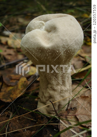 Warted Puffball Mushroom Lycoperdon perlatum Growing in Autumn Forest Warted Puffball Mushroom Lycoperdon perlatum Growing in Autumn Forest 120357559