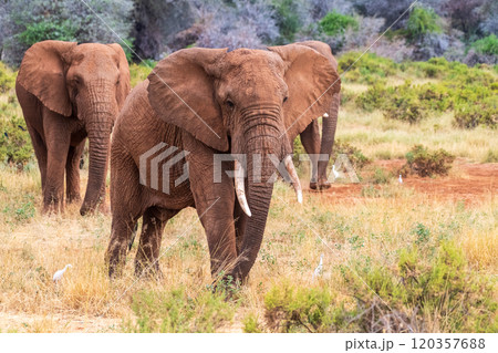 African elephant in Samburu National Reserve African elephant in Samburu National Reserve 120357688