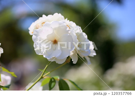 バラの花　シュネービッチェン 120357766