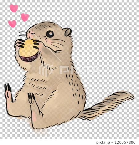 Illustration of a Richardson's ground squirrel eating a sweet potato 120357806