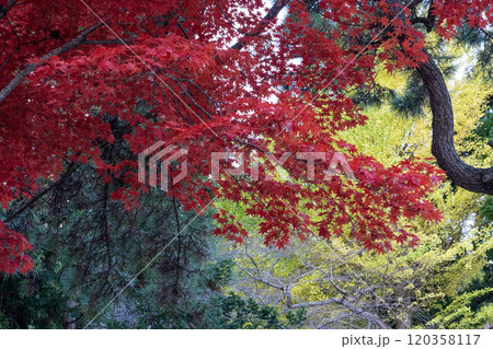 船魂神社の紅葉 船魂神社の紅葉 120358117