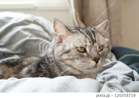 布団の上でくつろぐ猫 布団の上でくつろぐ猫 120358719