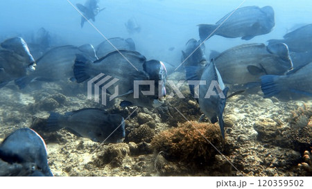 Mabul Island, the base for diving in Sipadan Island, Sabah state in Malaysia. 120359502