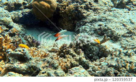 Mabul Island, the base for diving in Sipadan Island, Sabah state in Malaysia. Mabul Island, the base for diving in Sipadan Island, Sabah state in Malaysia. 120359537