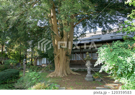 カヤの木　天然記念物　青森県黒石市 120359583