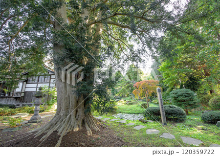 妙経寺のカヤの木　天然記念物　青森県黒石市 120359722