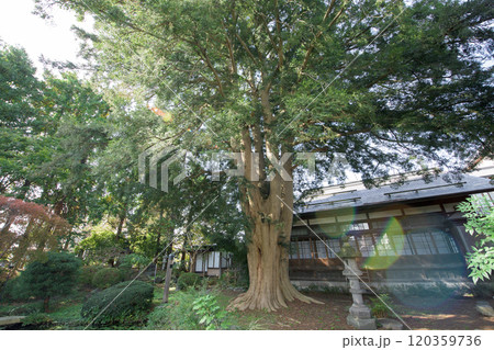 妙経寺のカヤの木　天然記念物　青森県黒石市 120359736