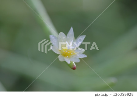 リプサリス・クエレバンベンシスの花 120359929
