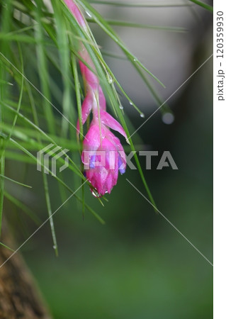 ハナアナナスの花穂と雨雫 ハナアナナスの花穂と雨雫 120359930