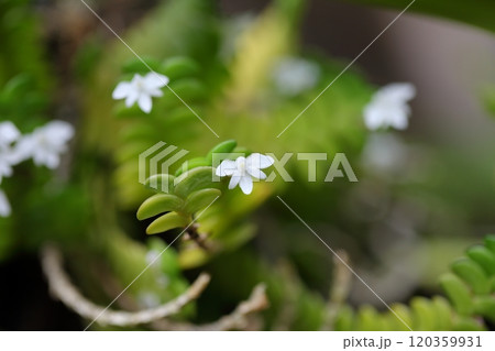 アングレカム ディスティクムの花 アングレカム ディスティクムの花 120359931