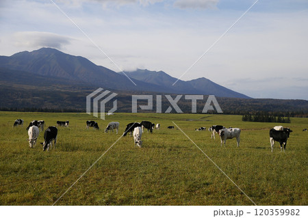 広大な牧場に放牧された牛 120359982
