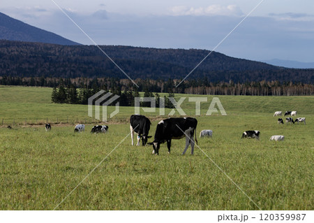 広大な牧場に放牧された牛 120359987