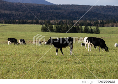 広大な牧場に放牧された牛 120359988