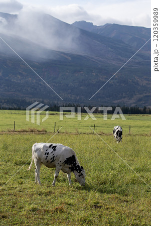 広大な牧場に放牧された牛 120359989