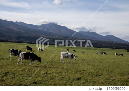 広大な牧場に放牧された牛 120359992