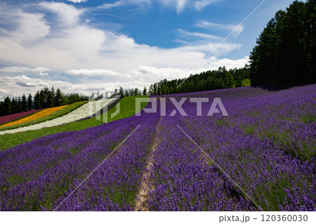 夏を彩るラベンダー畑 120360030