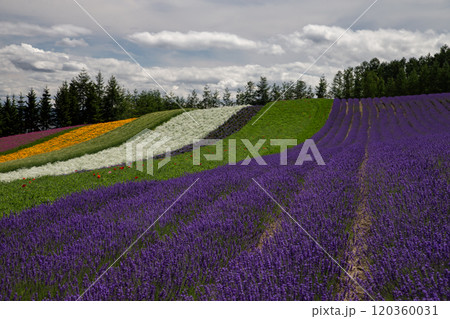 夏を彩るラベンダー畑 120360031