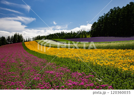 夏を彩るラベンダー畑 120360035