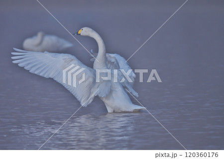 コハクチョウ 120360176