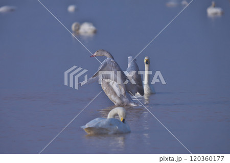 コハクチョウ 120360177