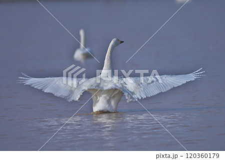 コハクチョウ 120360179