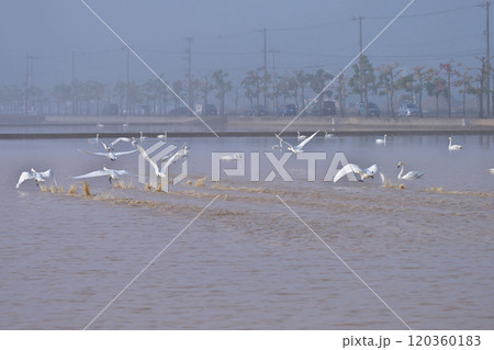 コハクチョウ 120360183