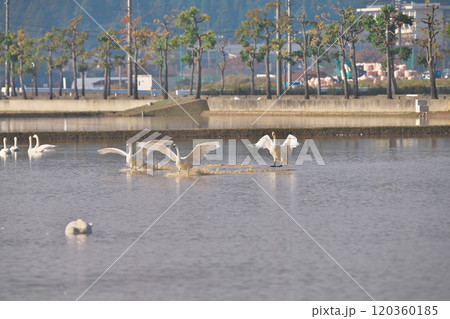 コハクチョウ 120360185