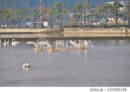 コハクチョウ コハクチョウ 120360186