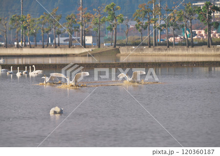 コハクチョウ 120360187