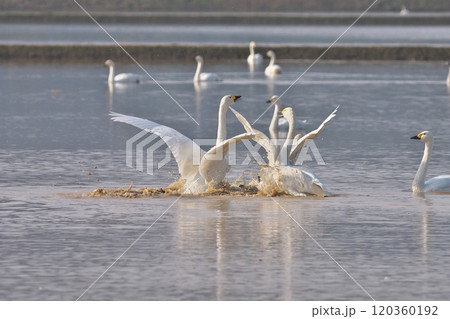 コハクチョウ コハクチョウ 120360192