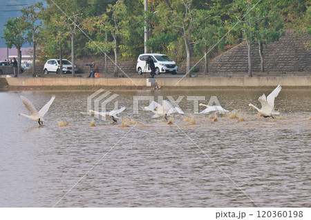 コハクチョウ 120360198
