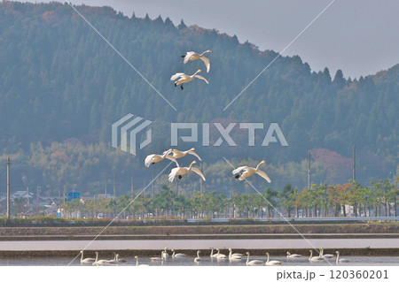 コハクチョウ 120360201